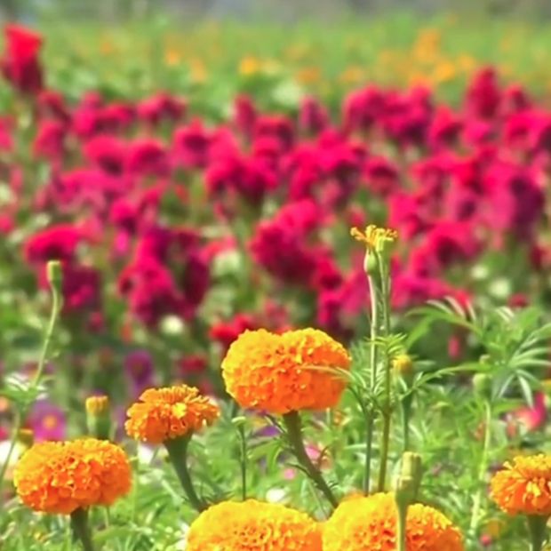 Flores de cempasúchil.